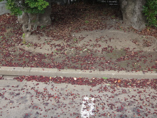 Dsc01316