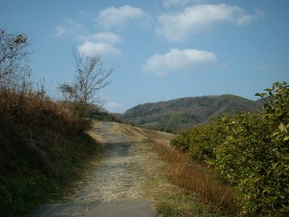 sonose