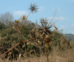 sonose