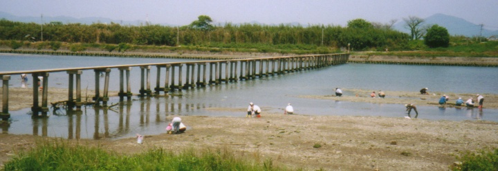 konnyaku